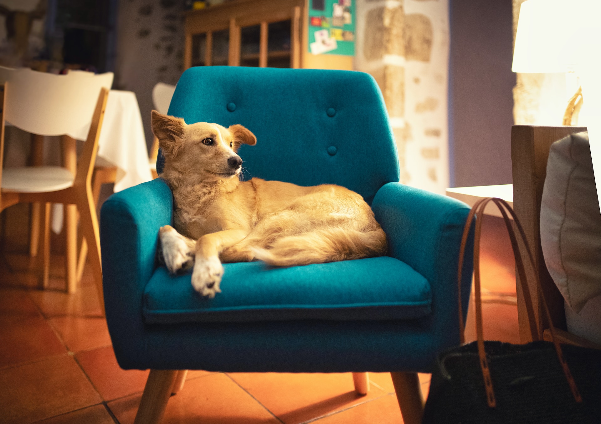 Schattige hond zittend op de stoel